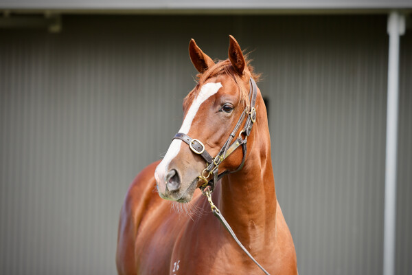 Lot 413: Toronado (IRE) / River Racer