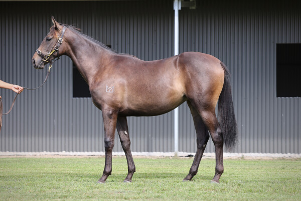 Lot 551: Shamus Award / Wabi Sabi (JPN)