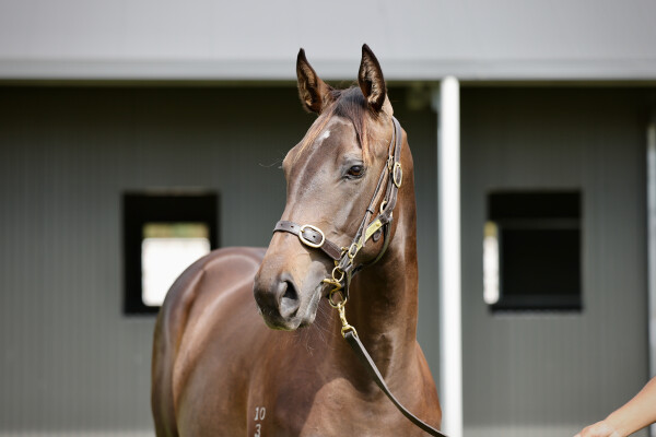 Lot 551: Shamus Award / Wabi Sabi (JPN)