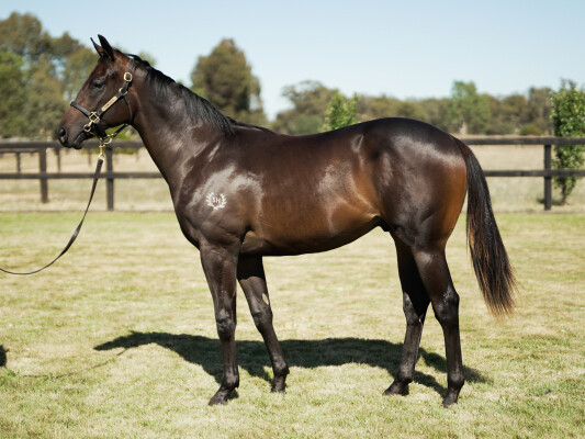 Lot 24: Rubick / Alotapride