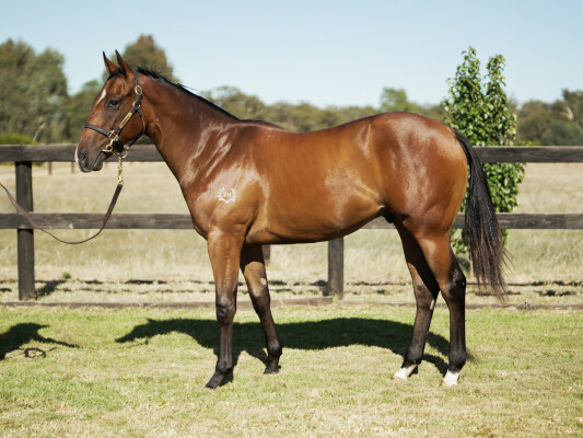 Lot 27: Ole Kirk / Ambleve