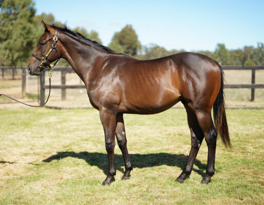 Lot 106: Written By / China Star (NZ)