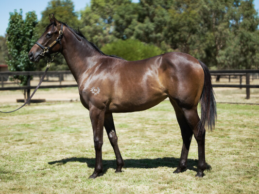 Lot 125: Farnan / Daring
