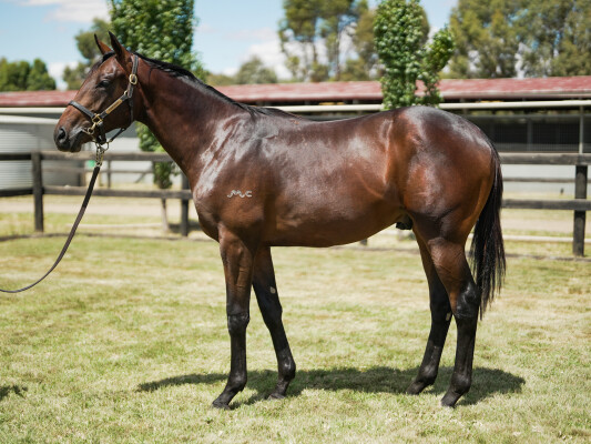 Lot 212: Gold Standard / Inca Flame