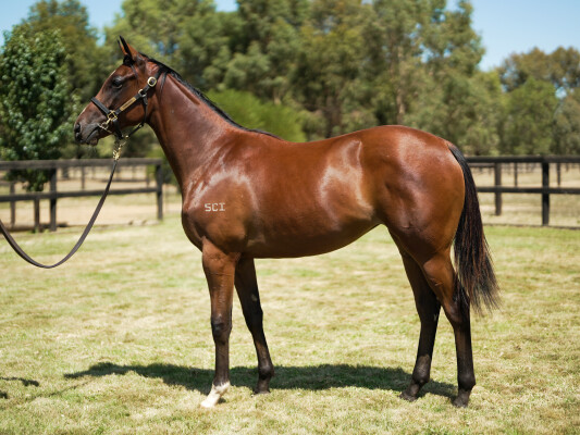 Lot 233: Toronado (IRE) / Karmic (NZ)