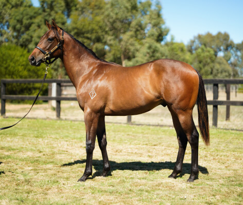Lot 248: Street Boss (USA) / Kinz Funky Monkey (USA)