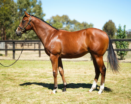 Lot 285: Harry Angel (IRE) / Ludicrous Mode