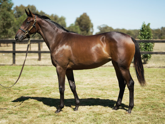 Lot 314: Dundeel (NZ) / Merello