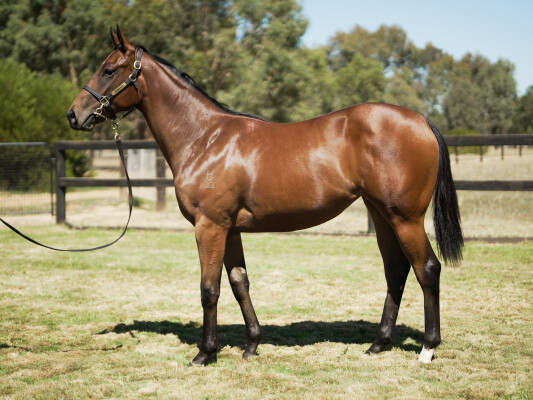 Lot 351: Zousain / Never Tearus Apart
