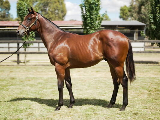 Lot 365: Hanseatic / Opoho Dreaming (NZ)