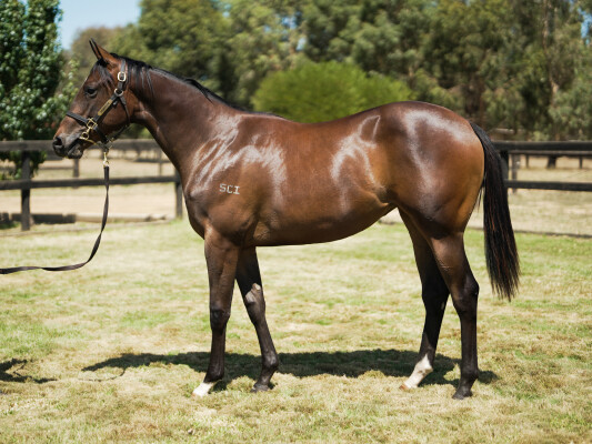 Lot 397: Wooded (IRE) / Queen Wu