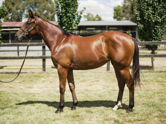 Lot 464: Fierce Impact (JPN) / Silk Jacket