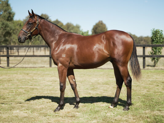 Lot 496: All Too Hard / Stormy Elect (NZ)