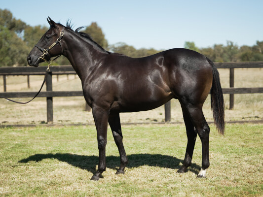 Lot 542: Rubick / Unblushing