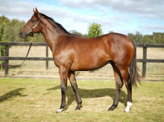 Lot 570: I Am Immortal / Absolute Puzzle
