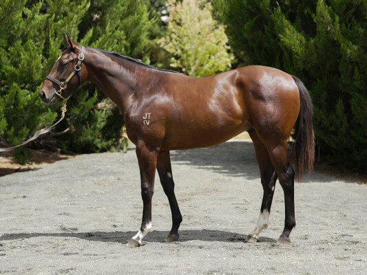 Lot 275: Blue Point (IRE) / Little Gypsy