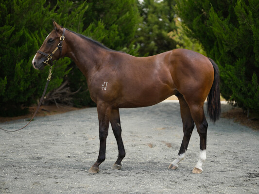 Lot 288: Nicconi / Lupino Lass