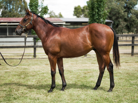Lot 713: Fierce Impact (JPN) / Parineeti