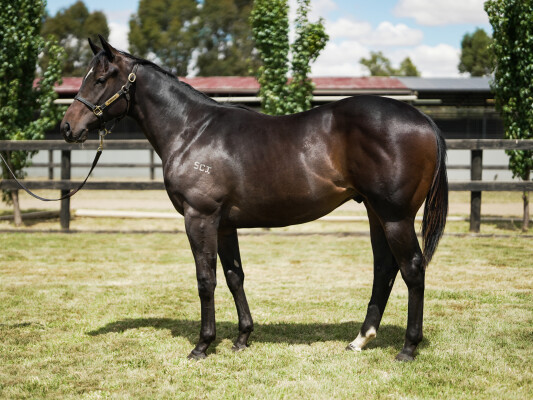 Lot 724: Rubick / Puckapunyal