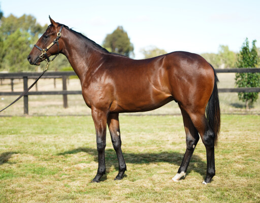 Lot 747: Hanseatic / Scarlet Charge