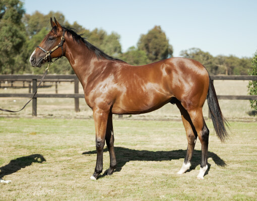 Lot 769: Wooded (IRE) / Stripping Royalty (NZ)