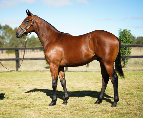 Lot 778: King's Legacy / Tennessee Diamond