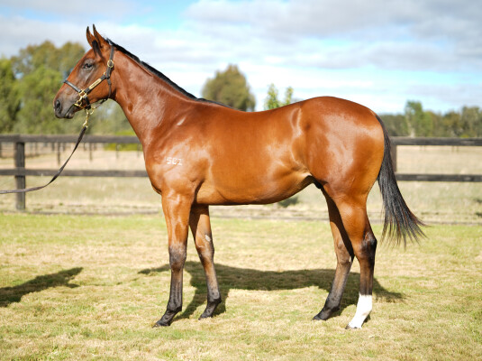Lot 792: I Am Immortal / Valuta