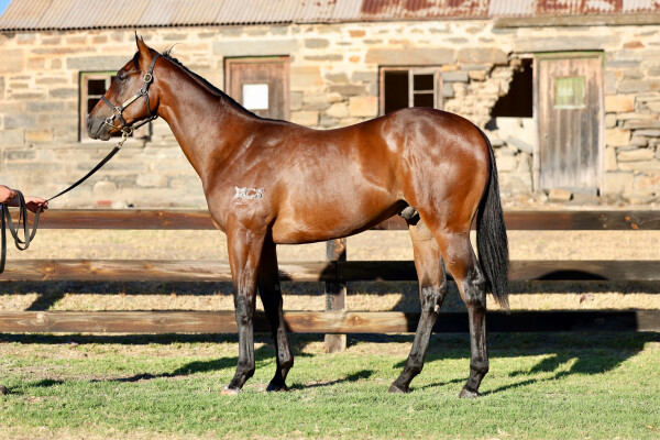 Lot 179: Wild Ruler / Fu Ni