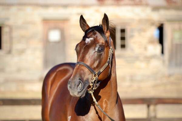 Lot 179: Wild Ruler / Fu Ni