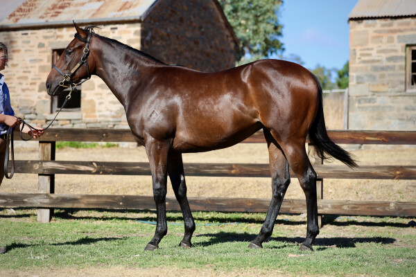 Lot 194: All Too Hard / Grounded