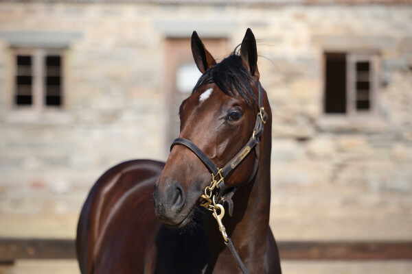Lot 194: All Too Hard / Grounded