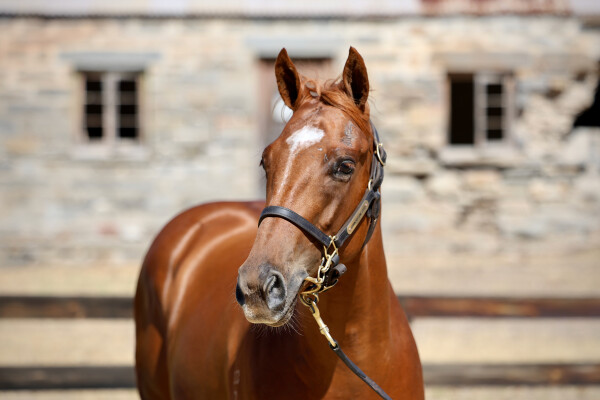 Lot 219: Ole Kirk / Intrigue