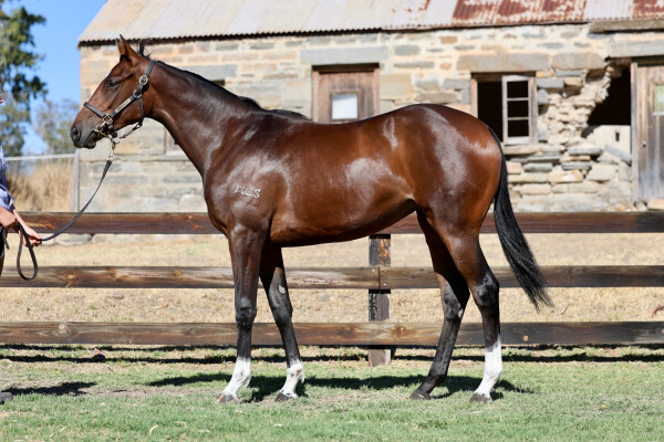 Lot 254: Almanzor (FR) / Kristalove (NZ)