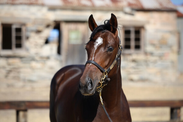 Lot 254: Almanzor (FR) / Kristalove (NZ)