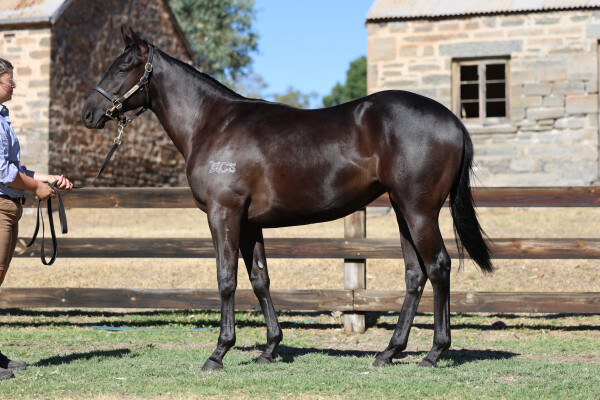 Lot 429: Shamus Award / Salome