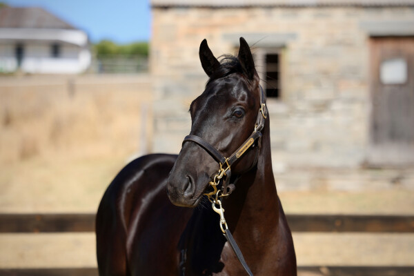 Lot 429: Shamus Award / Salome
