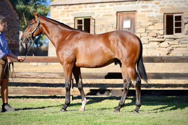 Lot 510: Dundeel (NZ) / Sweet Magnolia