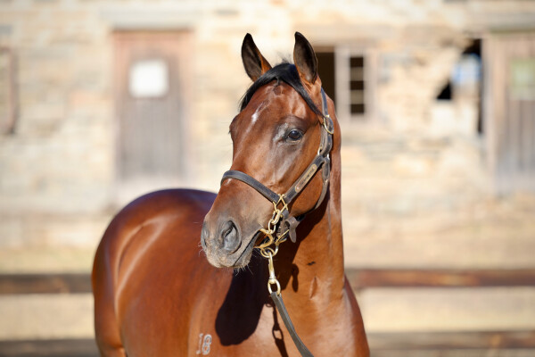 Lot 510: Dundeel (NZ) / Sweet Magnolia