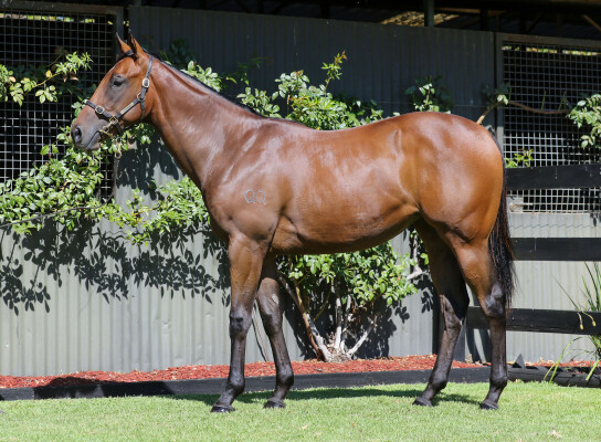 Lot 16: Astern / Abenaki