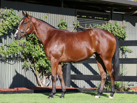 Lot 49: Shalaa (IRE) / Auclert