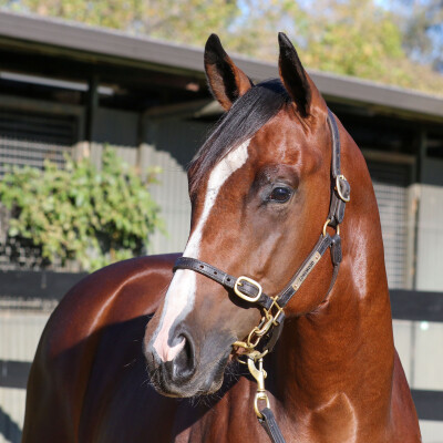 Lot 49: Shalaa (IRE) / Auclert