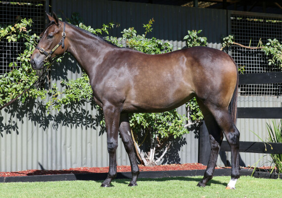 Lot 78: Maurice (JPN) / Bonanova's Dream
