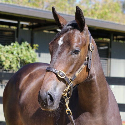 Lot 78: Maurice (JPN) / Bonanova's Dream