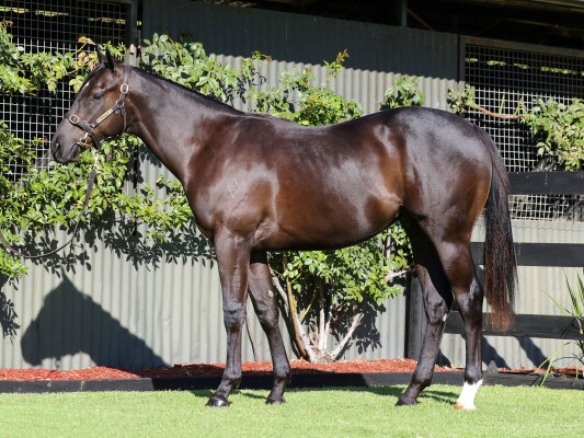 Lot 104: Hanseatic / Charlie's Storm