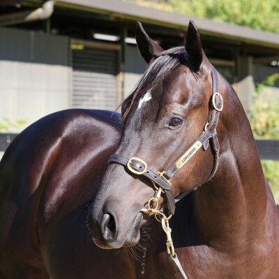 Lot 104: Hanseatic / Charlie's Storm