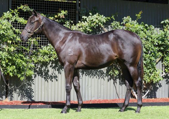 Lot 122: Zousain / Daisy Head Mayzie