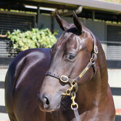 Lot 122: Zousain / Daisy Head Mayzie