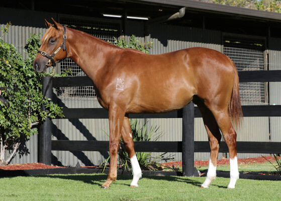 Lot 180: Russian Revolution / Fuhryk