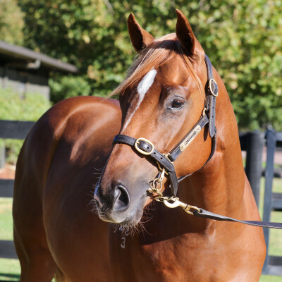 Lot 180: Russian Revolution / Fuhryk