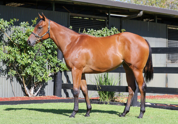 Lot 246: Capitalist / Kimberley Spirit